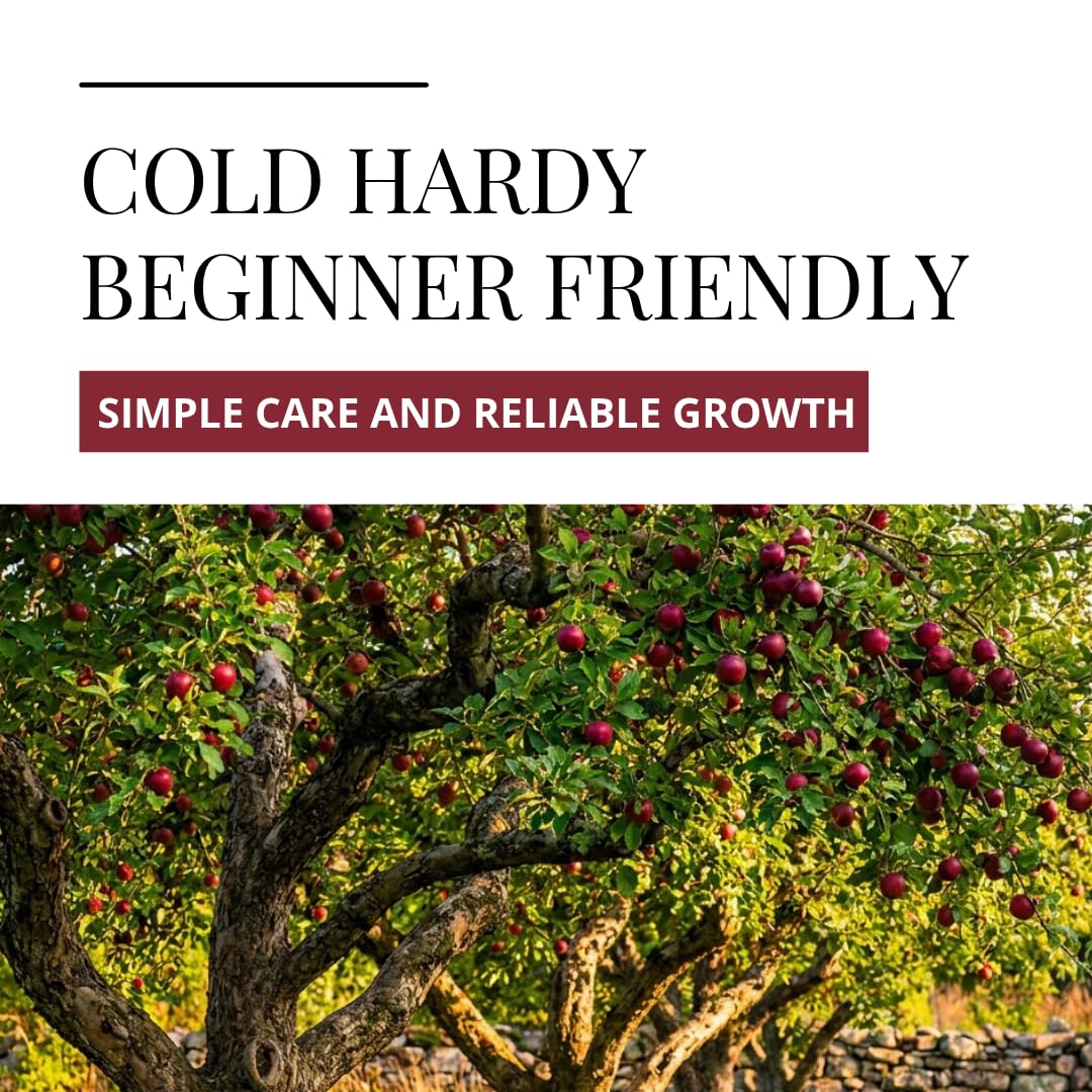 Apple Tree Saplings – 3 Live Apple Trees for Planting, Cold Hardy Fruit Tree Starts for Backyard Orchard, Garden & Container Growing