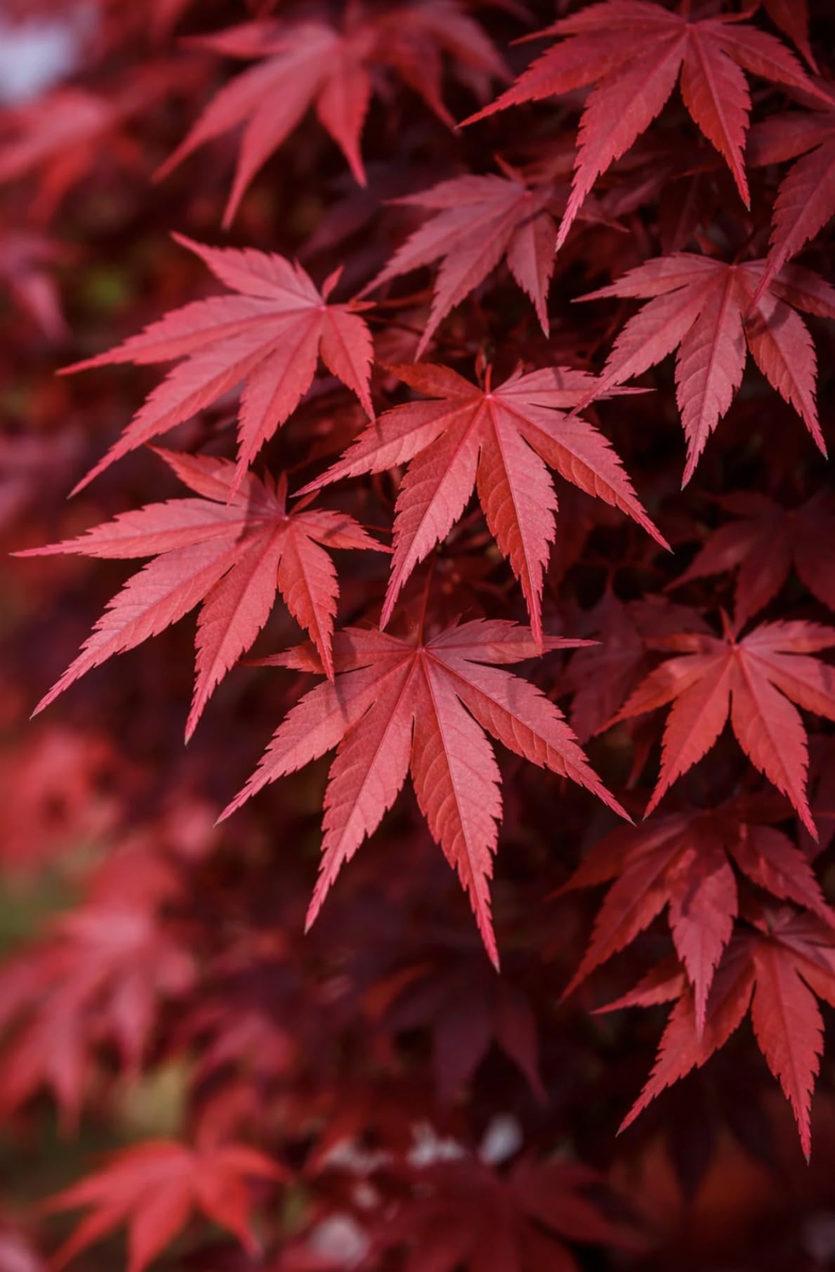 Bloodgood Red Japanese Maple Tree - 2 Year Live Plant - Acer palmatum 'Bloodgood' by - Japanese Maples and Evergreens