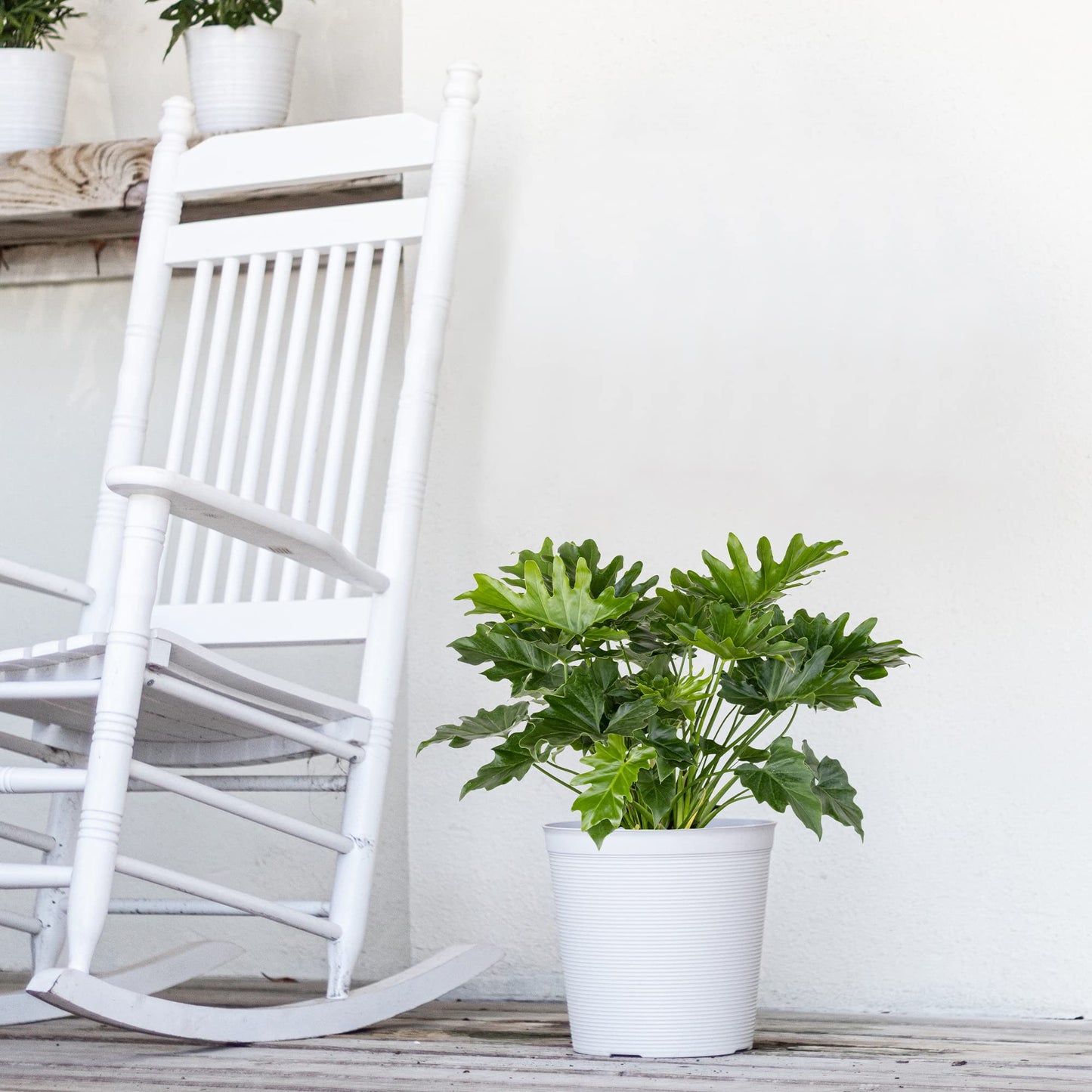 United Nursery Philodendron Selloum Live Plant 26-32 inches Tall Live Indoor Tree Philodendron 10 inch Plant Pot Large Air Purifying Floor Plant for Office, Patio or Home Decor
