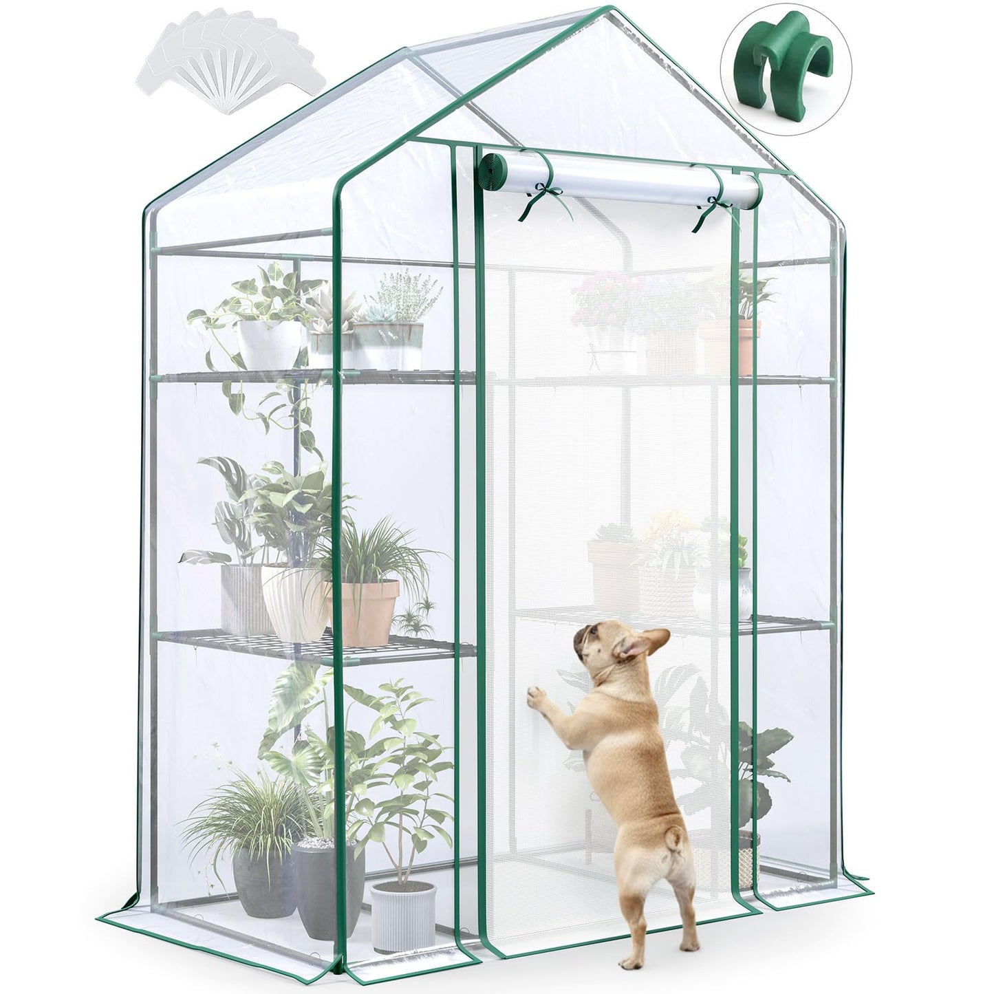 Quictent Essential Walk-in Greenhouse for Outdoors, 56x29x77 inch Portable 3-Tier 4-Shelf Garden Hot House Kit with Plastic Cover for Winter Seed Starting Plant Protection Backyard Patio, Clear