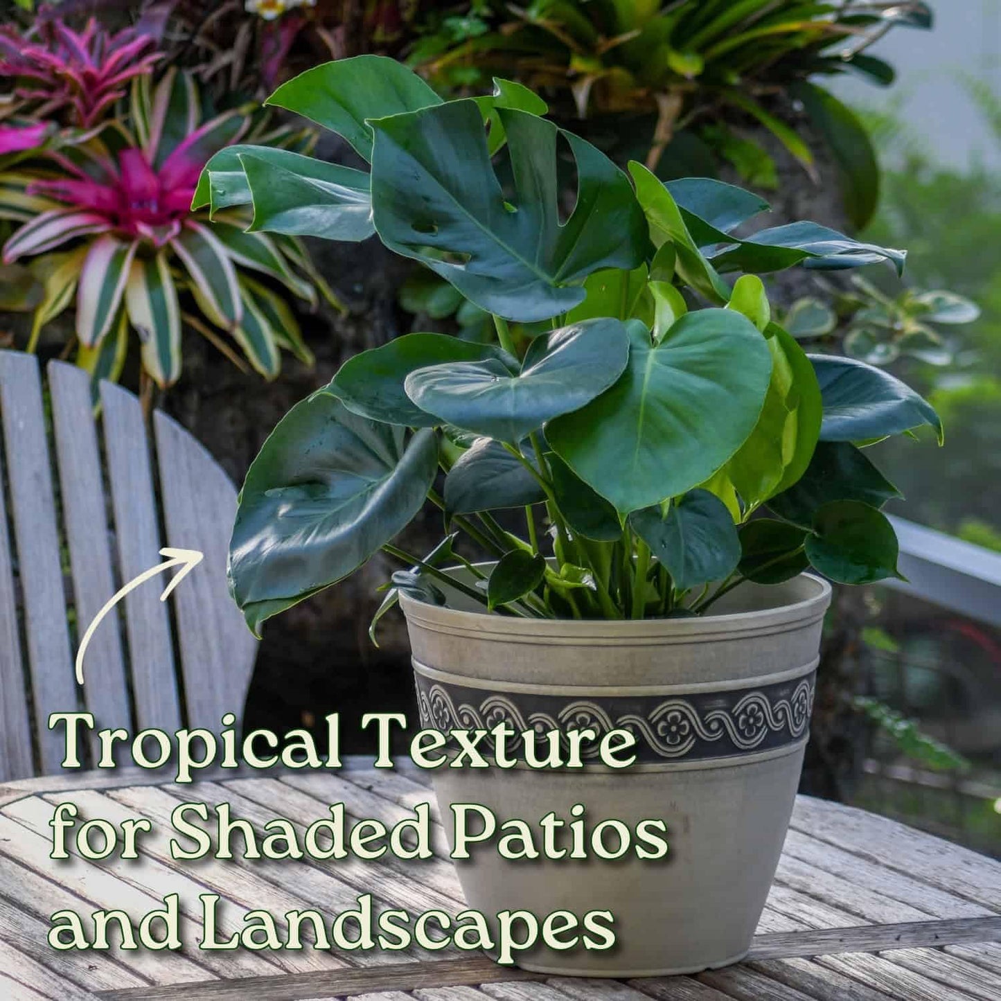 Monstera Deliciosa Plant - Swiss Cheese Split Leaf Philodendron Plant - Large Plant - Overall Height 24" to 28" - Tropical Plants of Florida