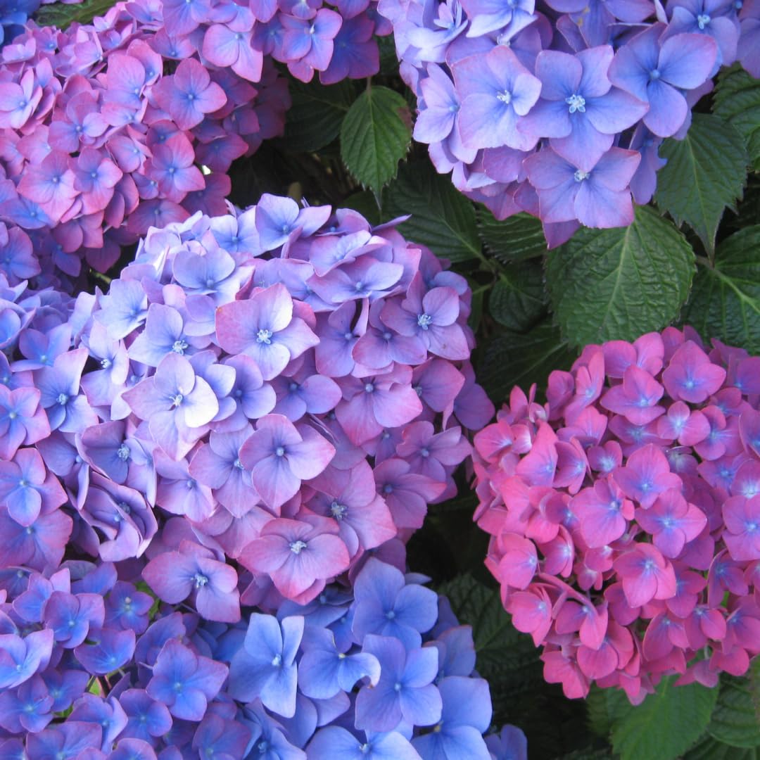 Winter Hardy Purple to Blue to Pink Shades Hydrangea Bush Tree Live Shrub Plant, 6-12" Blue to Smooth Pink to Purple Blooms, Established Roots, Dormant, No Leaf