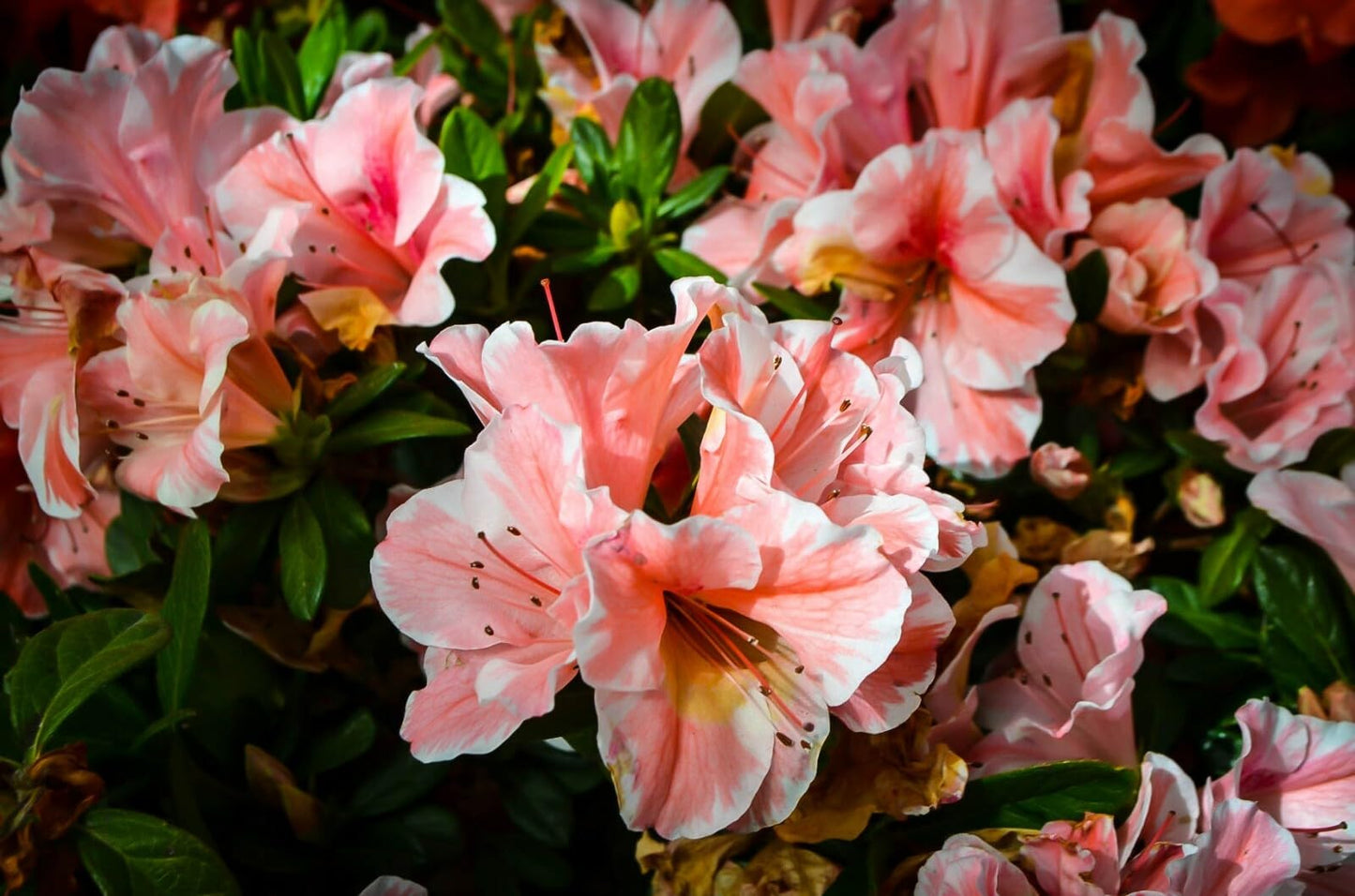Live Plant - Encore Autumn Sunburstazalea Deciduous Well Rooted Starter Plant