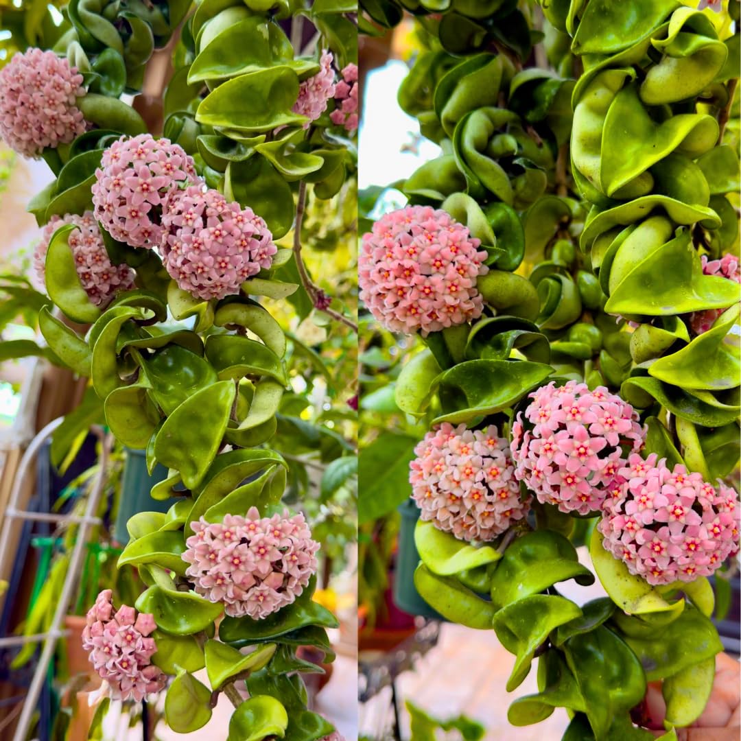 Hindu Rope Hoya Plant Live, Pink Flower Curly Leaf Succulent Vine Leaves, Outdoor Indoor Houseplant Decor, Hoya Hindu Rope