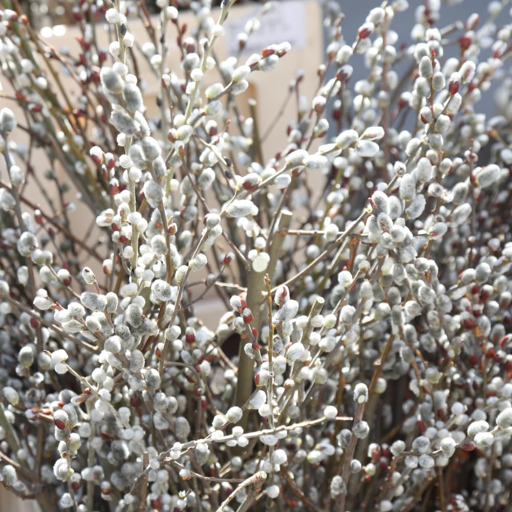 Set 2 Willow Tree Bare Roots 6-12'' Tall, 1 Year Old Willow Plants Live, Winter Dormant, Cold-Hardy, Fast-Growing for Outdoor Planting (Pussy Willow Bare Roots)