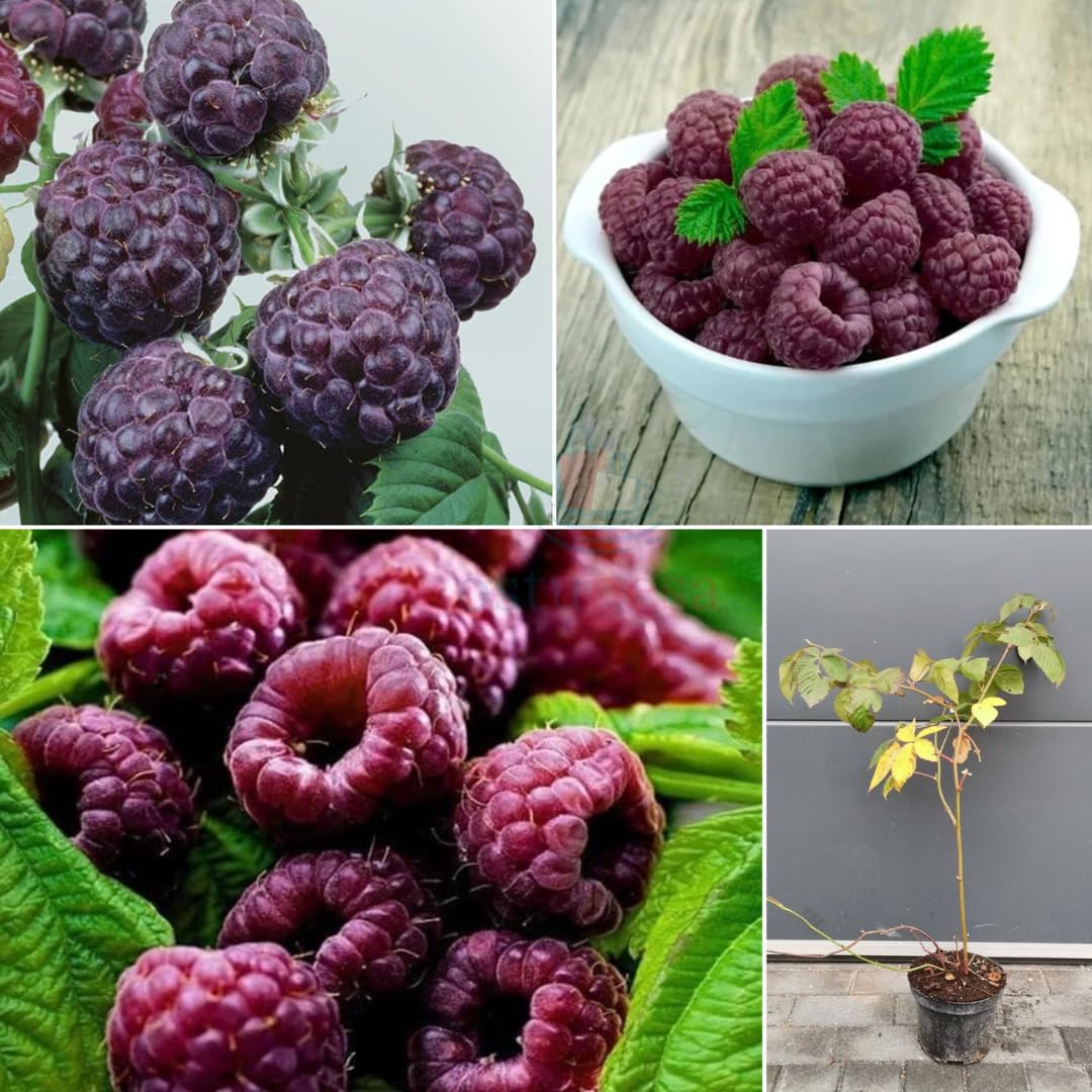 Set of 2 Raspberry Plants Live, Raspberry Bushes, Raspberries Plant, 4 to 6 Inch in Tall for Growing (Purple Raspberry)