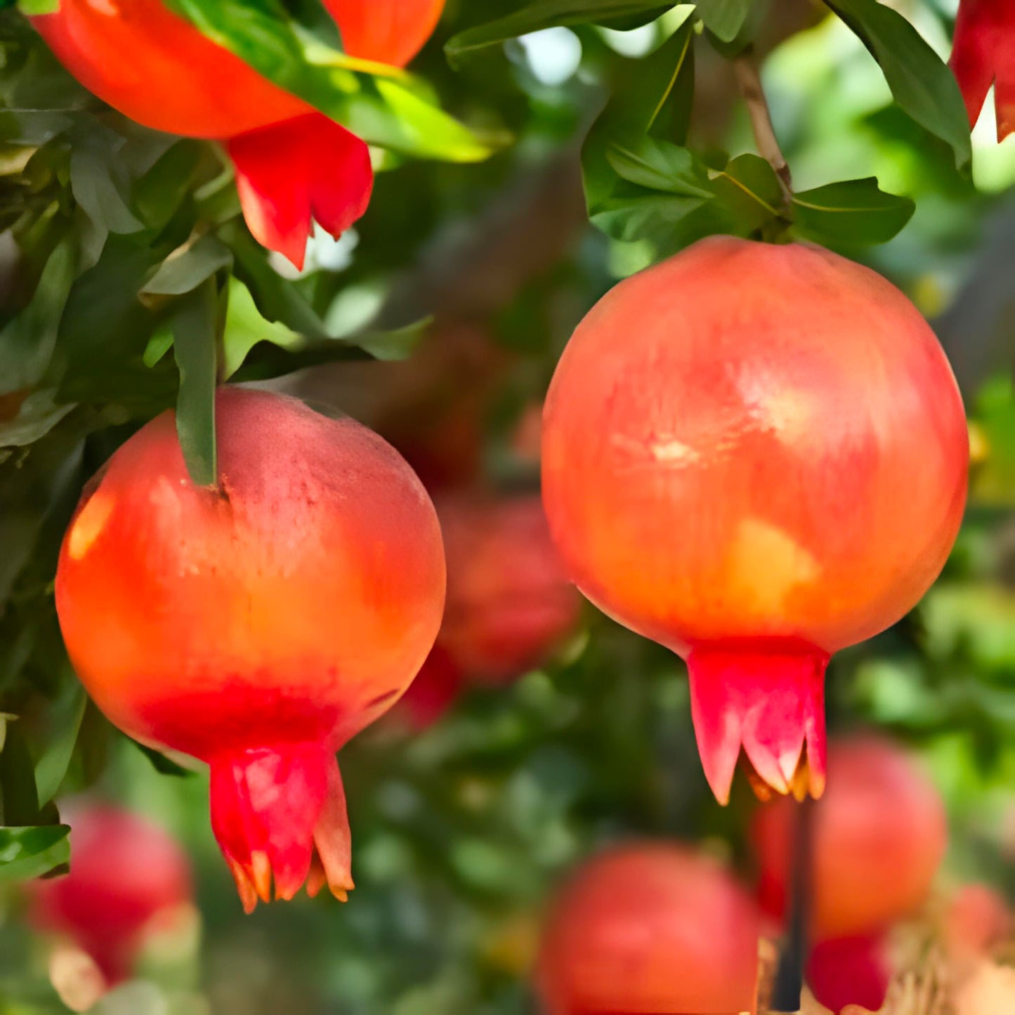 Eversweet Pomegranate Tree Live Plant – Seedless Sweet Pomegranate Plant for Home Garden, Orchard & Outdoor Growing, Hardy Fruit Trees for Sale (2 Gallon/Potted/Single Plant)