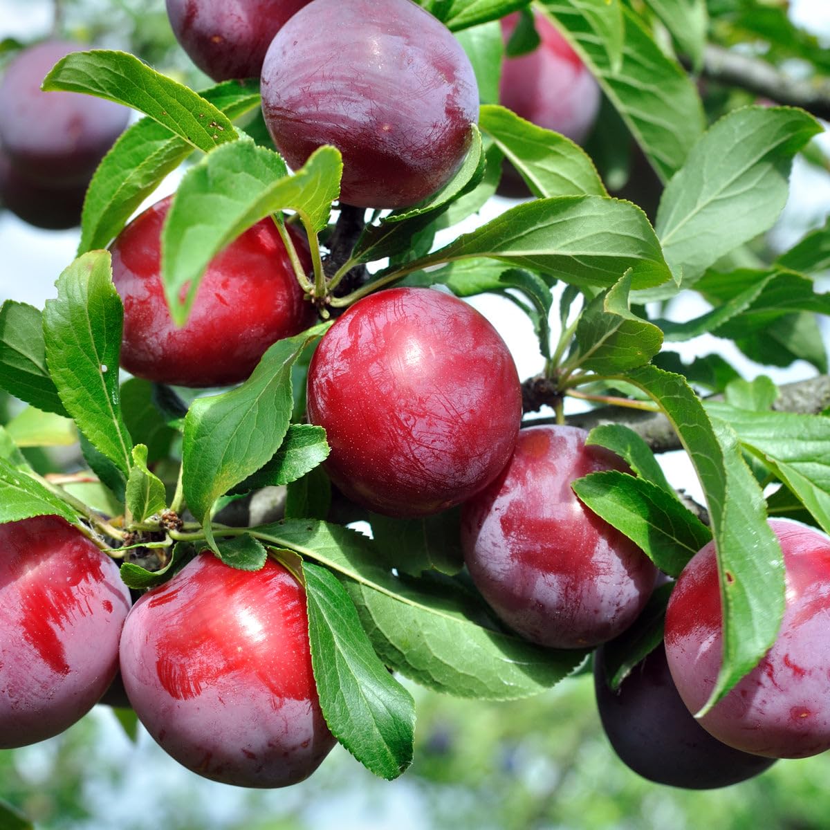 150+ Tropical Beach Plum Fruit Tree Seeds for Planting Outdoor- Non-GMO Heirloom Prunus Maritima Growing Your Own Delicious Fruit in Garden
