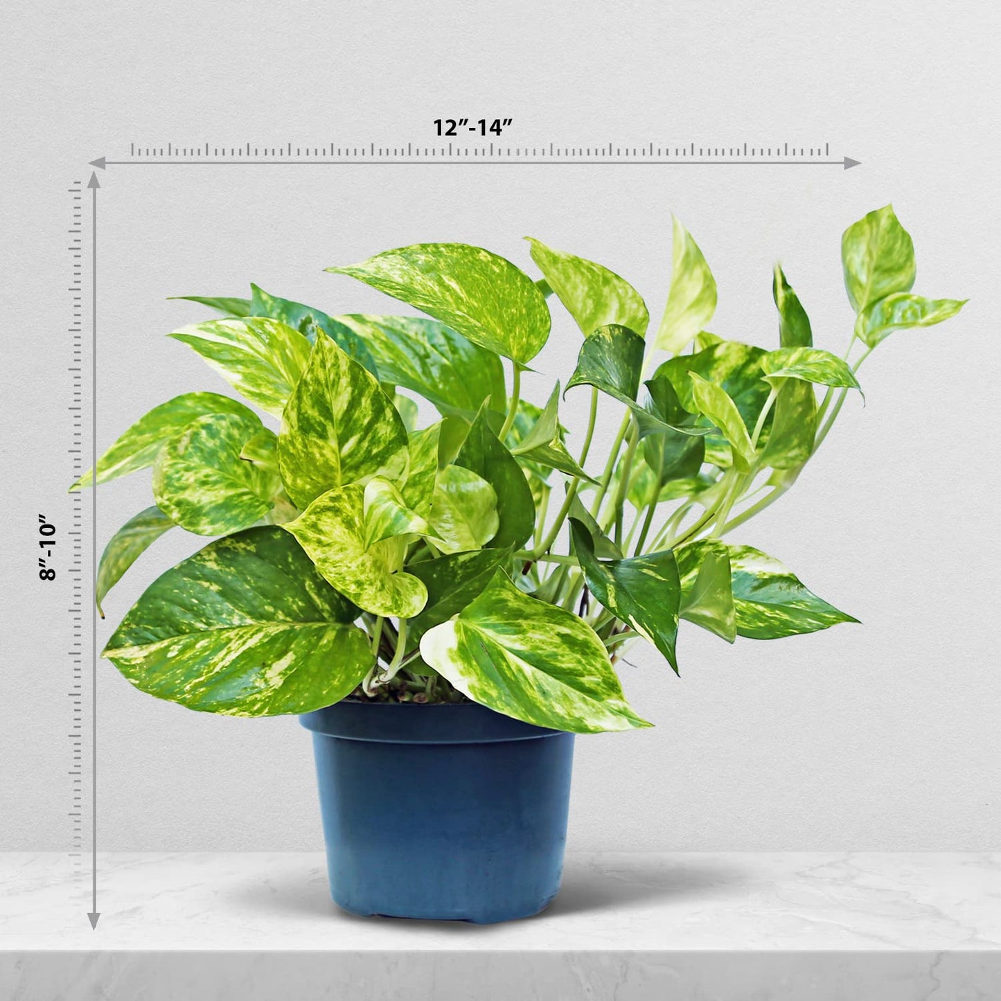 Live Golden Pothos Vine Plant in 6 Inch Pot, Epipremnum Aureum Indoor Houseplant with Trailing Variegated Foliage