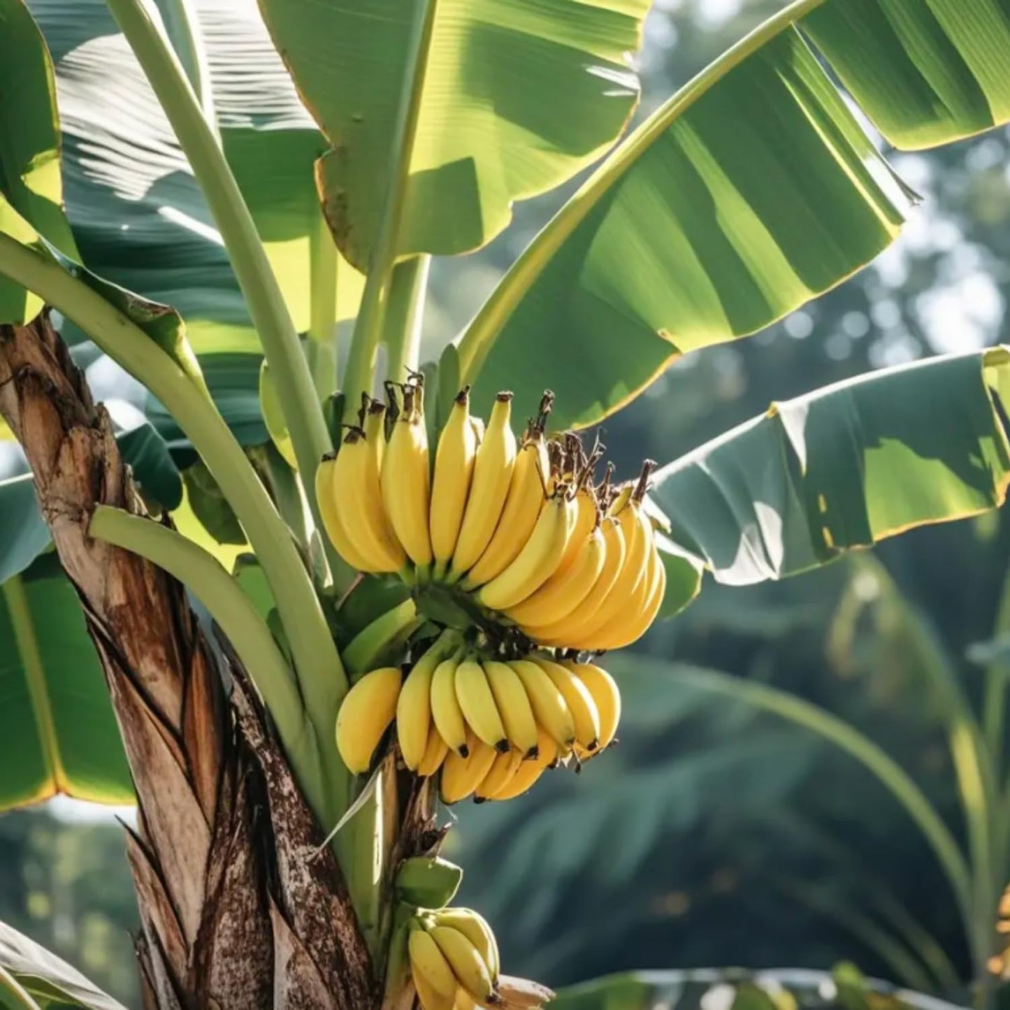 Grand Nain Banana Tree Starter, Live Banana Plant 5 Inches Height Bareroot, Fruit Tree Live Plant
