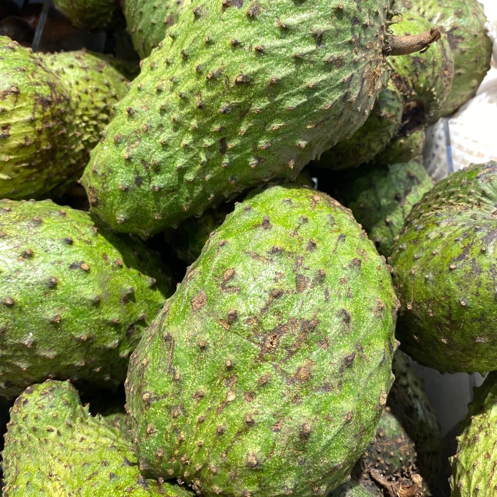 Sweet Giant Soursop Tree Live Plants, 2 Year Old Annona Muricata Guanabana Trees, 3 Gallon Pot, 2 to 3 Feet Tall for Outdoor Garden, No Ship to CA
