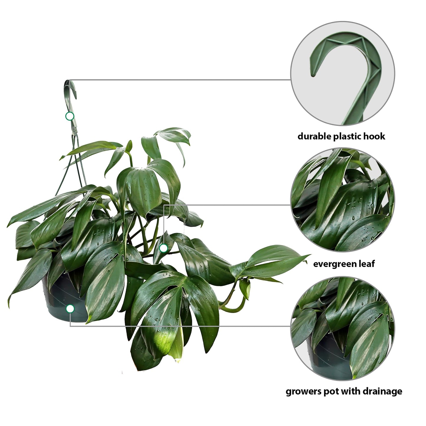 Live Philodendron Dragon Tail, Rare Houseplant, Birthday Gift, Plant Lover Gift, Housewarming Gift, Christmas Gift, Mother's Day Gift, Indoor Potted Plant, Plant Decoration in 8" Hanging Basket