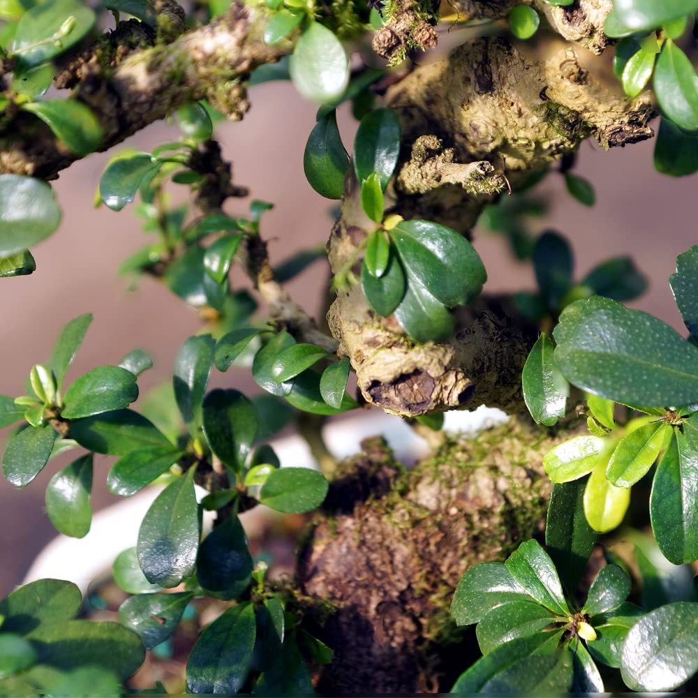 Brussel's Bonsai Live Fukien Tea Bonsai Tree - Small, 6 Year, 6 to 8 inches Tall - Indoor Bonsai Tree Live with Ceramic Bonsai Pot