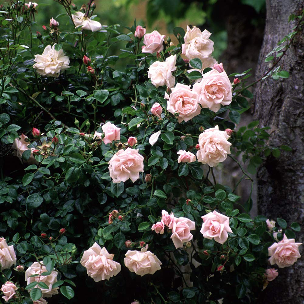 Heirloom Climbing Roses, Live Own Root Plant for Outdoor Garden, New Dawn™, Very Fragrant, Hardiness Zones 4-10, Repeat Blooming