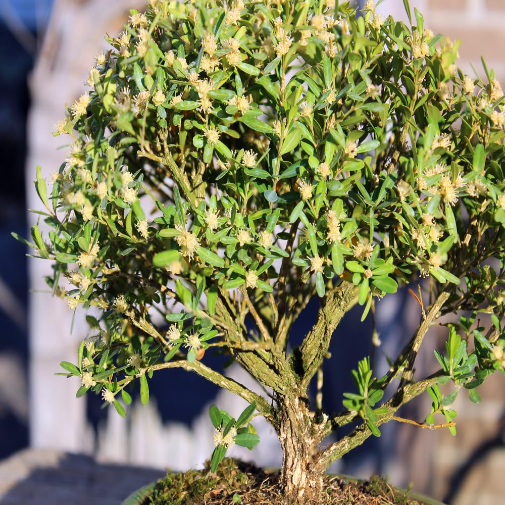 Brussel's Bonsai Live Harland Boxwood Bonsai Tree - Medium, 5 Years, 8 to 12 Inches Tall - Outdoor Bonsai Tree with Ceramic Bonsai Pot