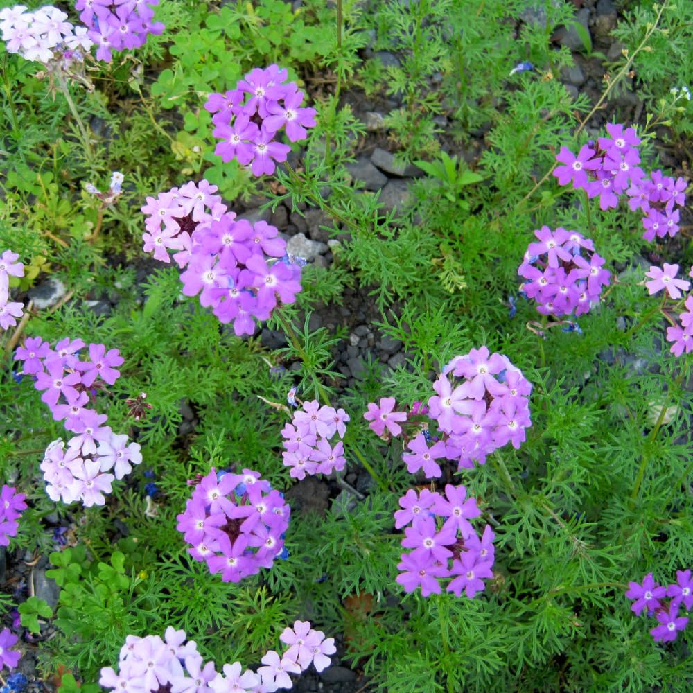 2 Lavender Verbena Live Plants, Trailing Verbena Plants for Planting Outdoor, Perennial Ground Cover Flowers 4-7 Inches