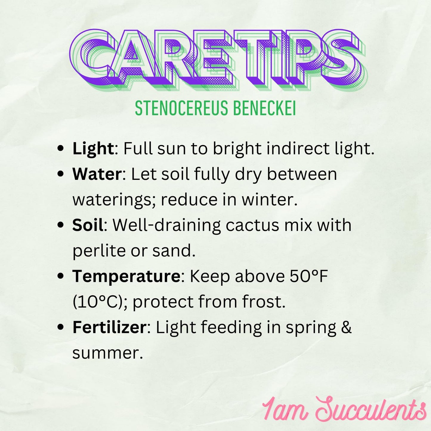 Stenocereus Beneckei Cactus – Rare Live Succulent Plant – 8"-10” Tall – Unique Columnar Cactus for Indoor & Outdoor Decor – Drought-Tolerant, Easy Care Live Plant