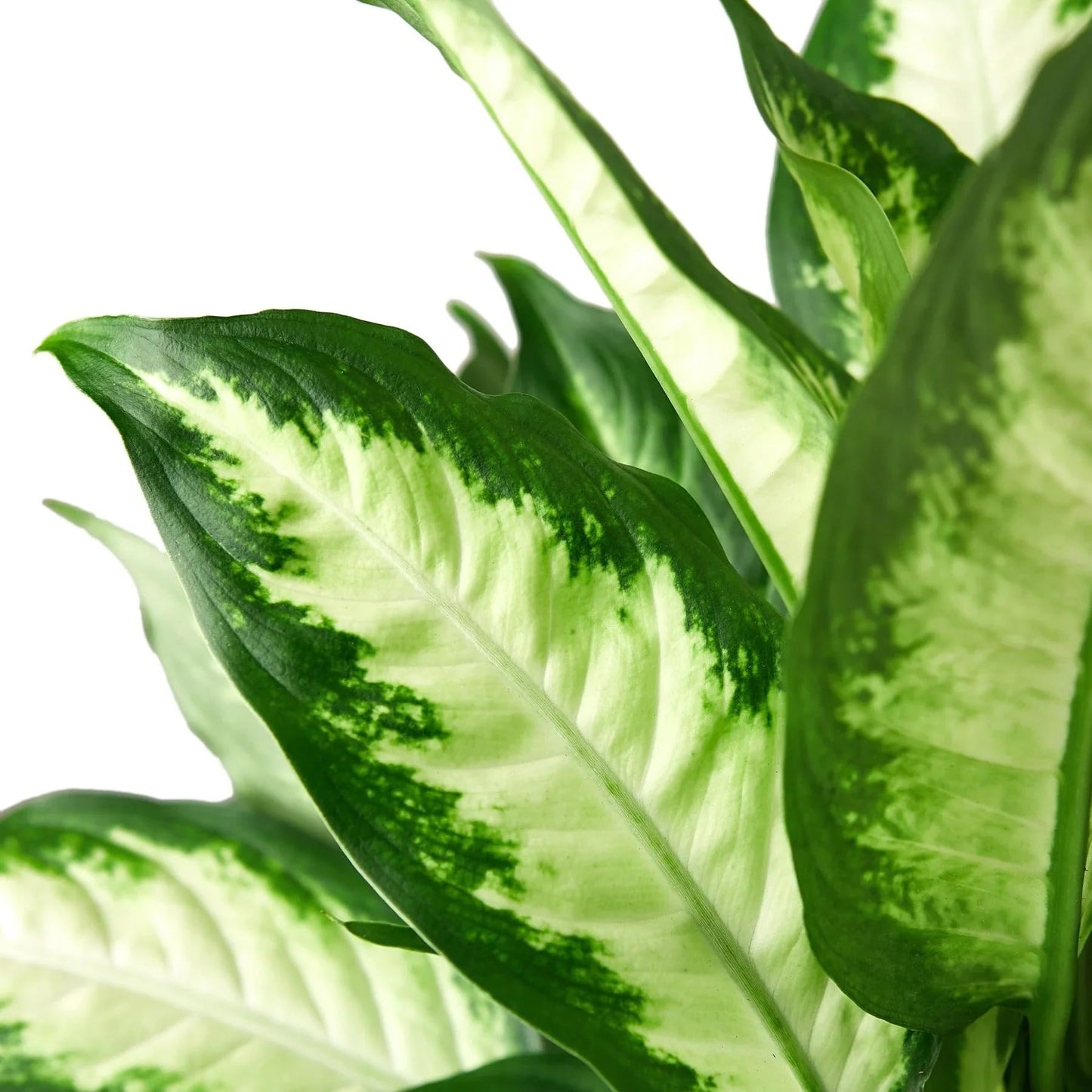 Dieffenbachia Camille | Live Plant for Indoor & Outdoor | for Living Room, Office, Bathroom | (6" Pot)