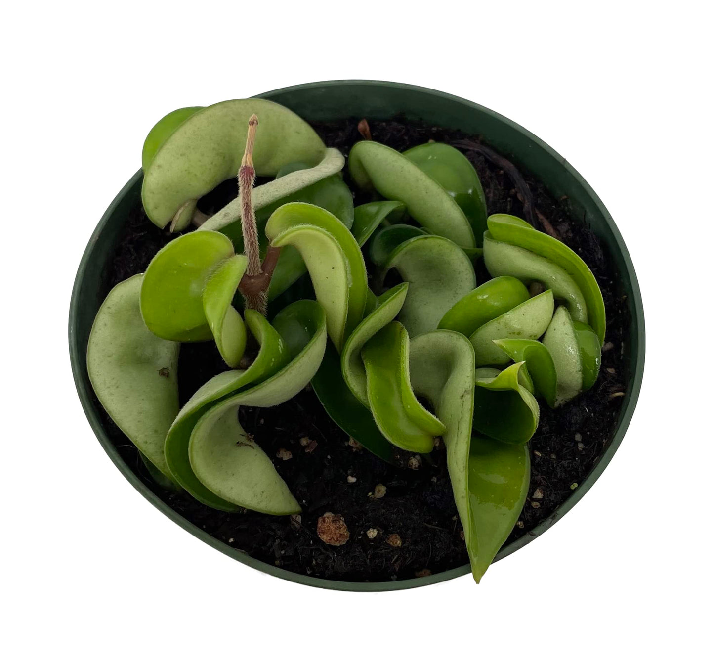 Hindu Indian Rope Plant - Hoya - Exotic/Easy - 4" Pot