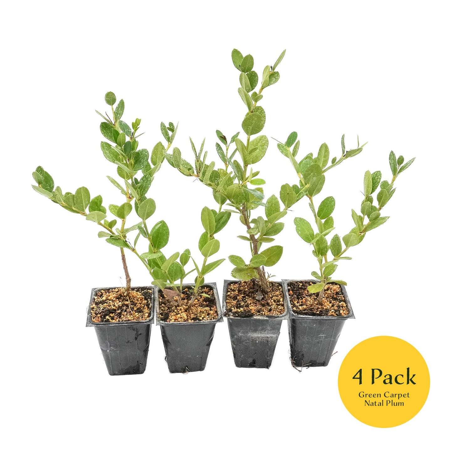 4 Green Carpet Natal Plum in 3.5" Nursery Cubes | Carissa ‘Green Carpet’ | Low-Growing Evergreen Groundcover for Landscapes, Slopes & Borders | Live Starter Plants