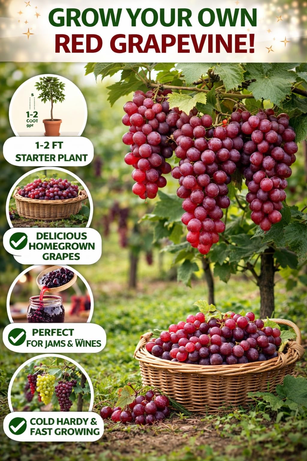 Red Grapevine Live Plants 1–2 Ft Tall – Vitis Vinifera Grape Vine – Sweet Table Grapes for Garden, Trellis, Pergola & Backyard Vineyard – Fast Growing Fruit Vine (2 Plants)