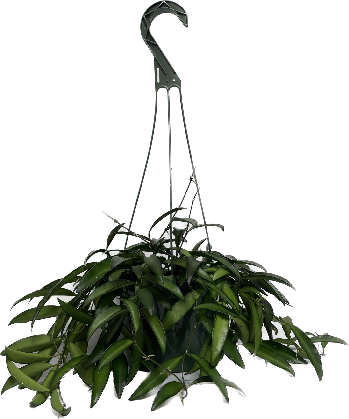 Hoya Wayetii Captivating Wax Plant - Air Purifing Live Plant - Hoya Plants Live Houseplants - Available in 2" Pot, 4" Pot and 6" Hanging Pot - Ships from CA (4" Pot, 2 Plants)