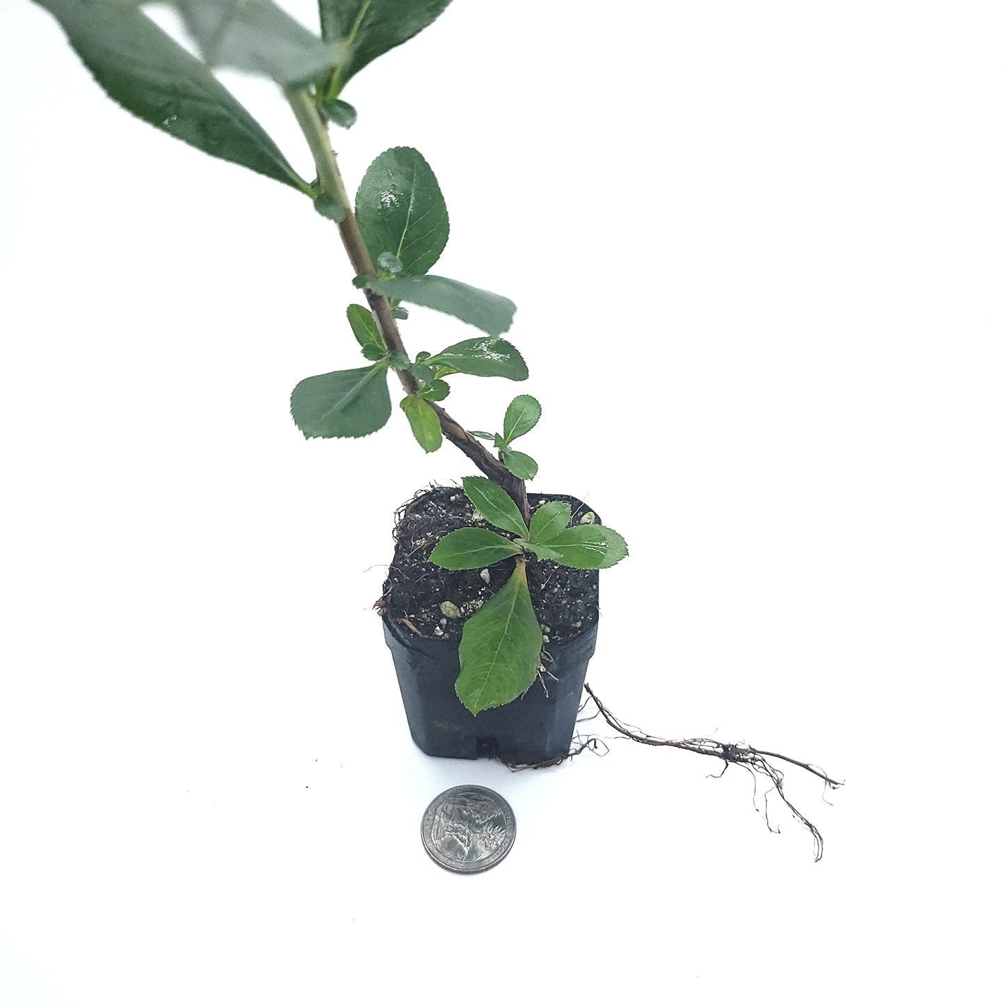 Pink Escallonia Fradesii | Live Plant One Stem 2" Pot Starter Plant | California Grown