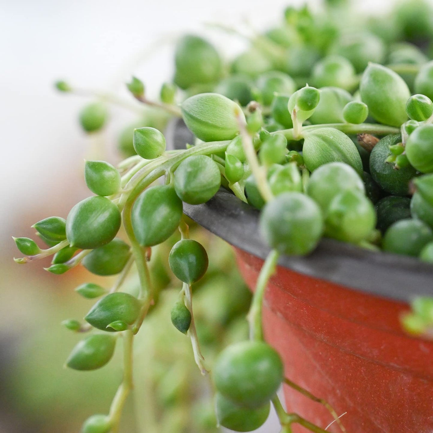 Sprout N Green 4" String of Pearls, Live Trailing Succulent Fully Rooted in Pots with Soil Mix, for Home Office Wedding Hanging Decoration, DIY Projects, Party Favor, Keep Away from Pets