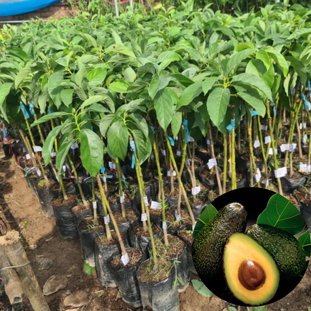 2 Years Old HASS Avocado Tree Live Plant Grafted Ready to Bear Fruit, 12-24 Inches Tall in 3 Gallon Pot, No CA