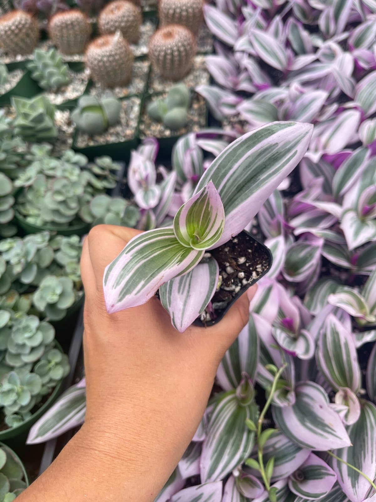 Live Plant - Pink Tradescantia Nanouk Live Plant (Wandering Jew) Indoor House Plant // 2" Pot