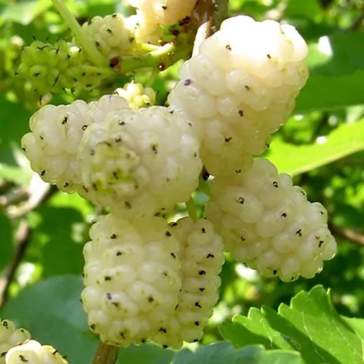 2 White Mulberry Plants - 12-18" Tall Live Plants - Sweet Mulberry Fruit Trees for Planting - Edible Berries Seedlings - Murus Alba - (2 Pack)