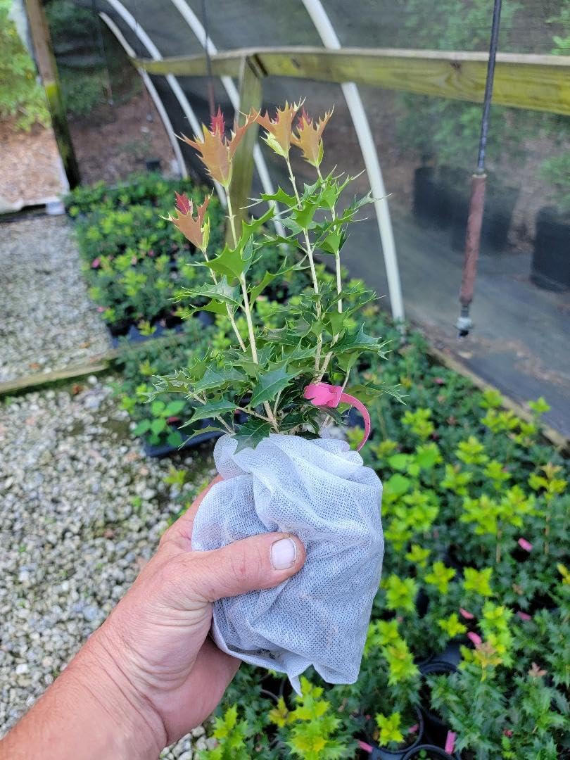 Live Plant - Party Lights Pink Flush Tea Olive (Osmanthus) - Live Plant - (1 Qt)