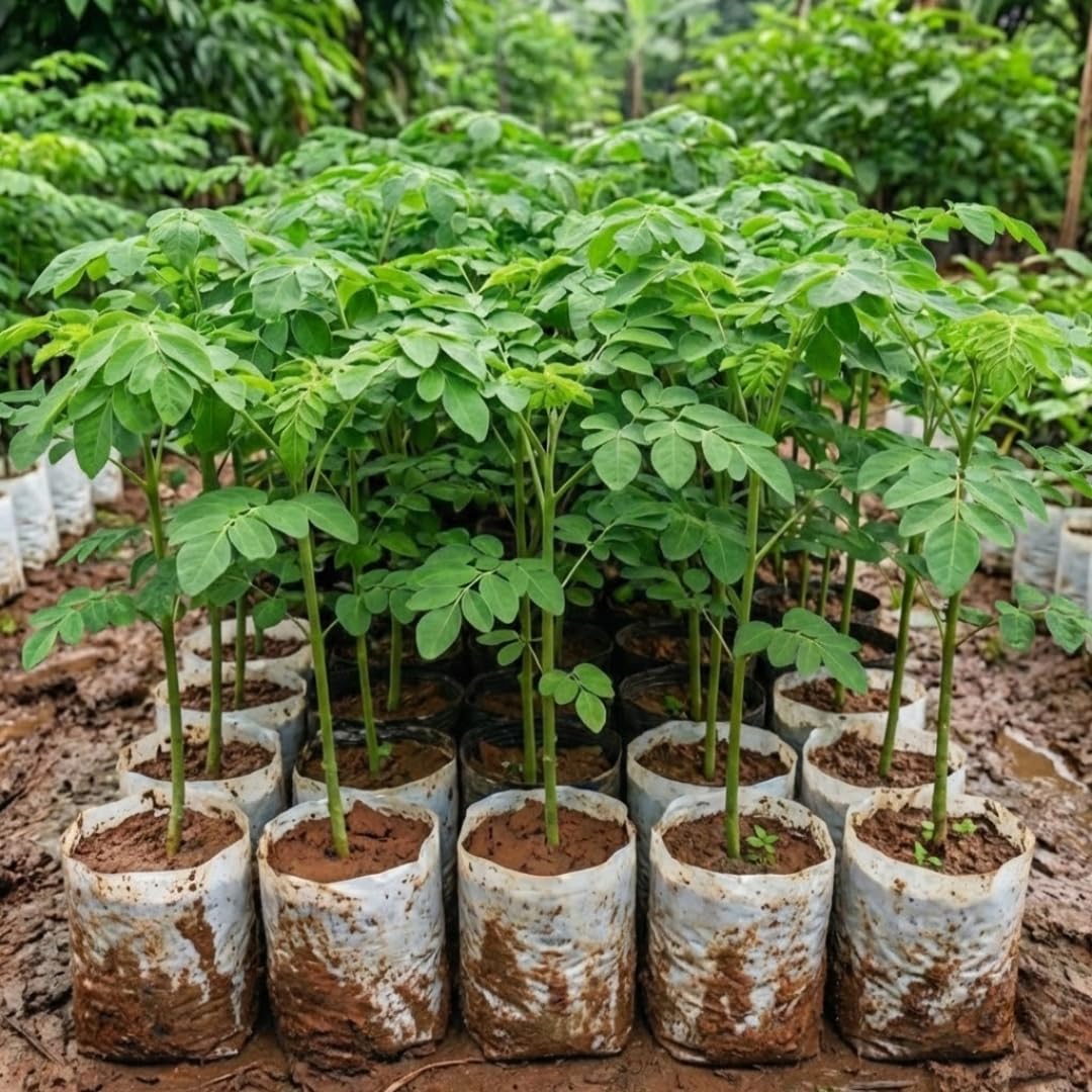 Moringa Tree Plant Live in 4" Pot, Moringa Tree Drumstick Horseradish Oleifera Plant 6-10'' Tall, No CA
