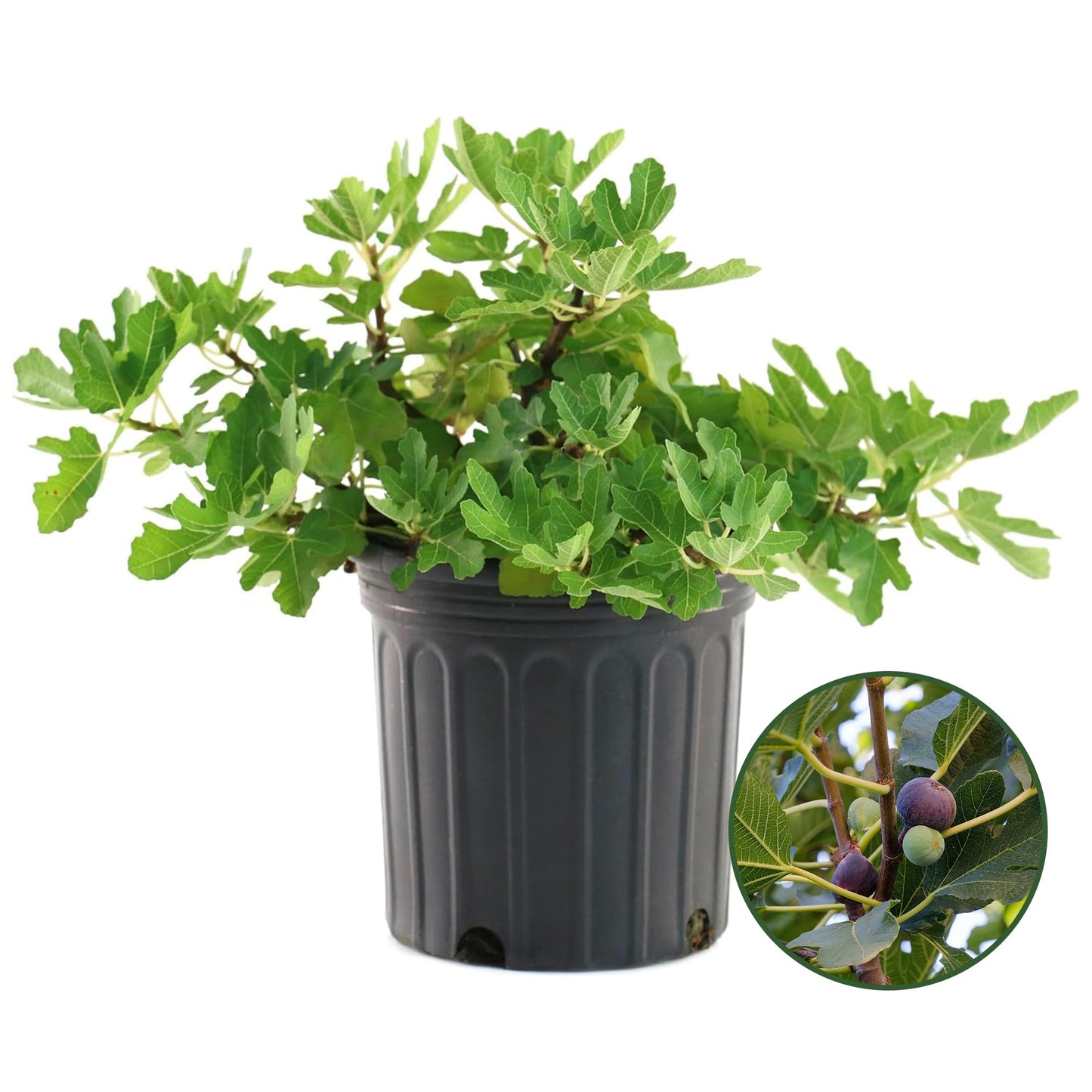 Black Mission Fig Plant - Sweet Year Round Harvest in 1 Gal Growers Pot - Grows Upto 10-30' - Easy to Grow Fruit Trees for Pots and Gardens (1 Count)