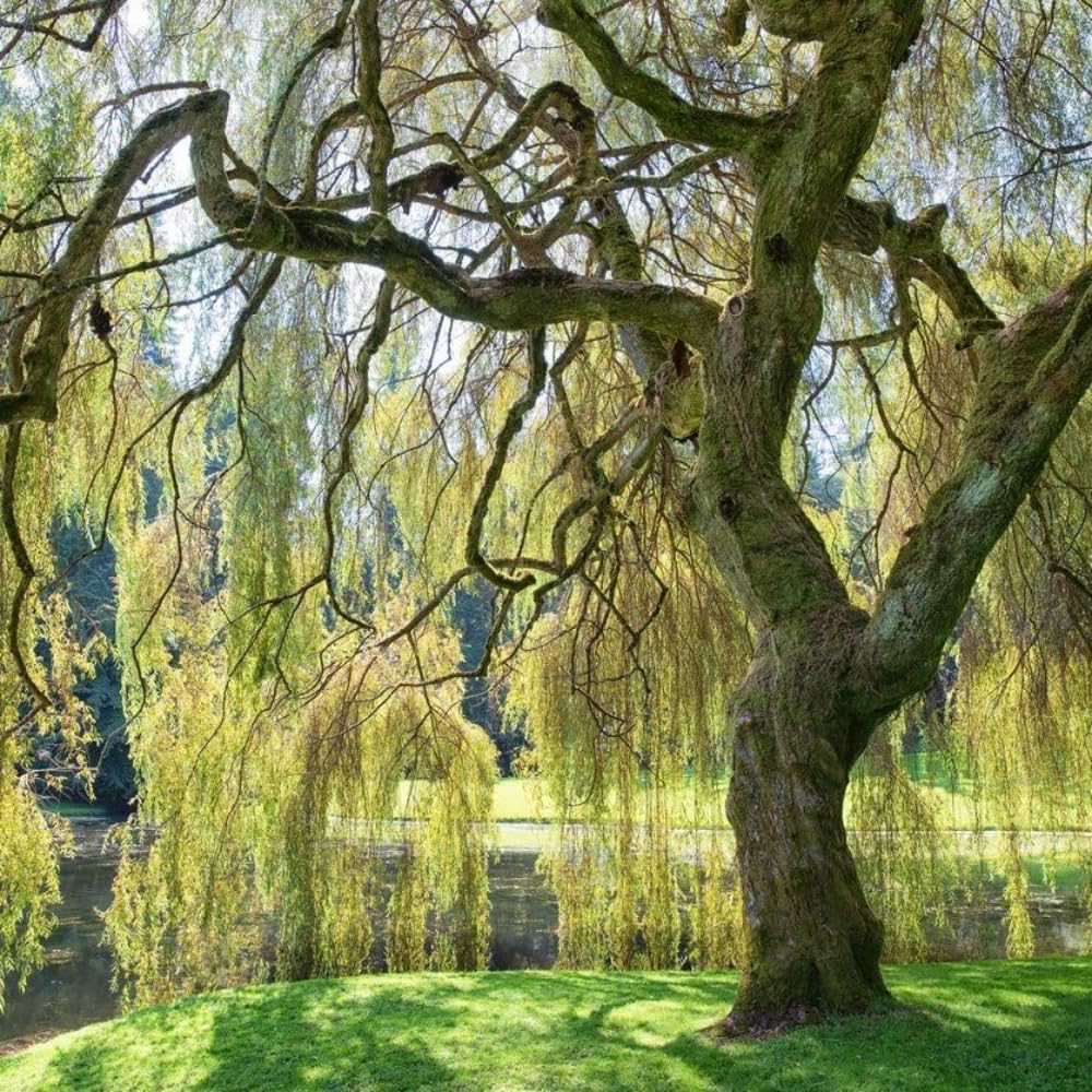 Set 2 Willow Plants Live Bare Root 1-2 Feet Tall, Dormant Willow Live Plants for Outdoor Garden Landscaping (Weeping Willow)