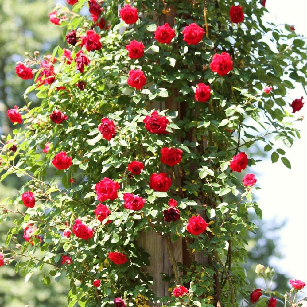 Rose Plant Live in Pot for Planting, Fragrant Roses Flowers, Summer Blooming Ornamental Garden Shrub (Red Climbing Rose)