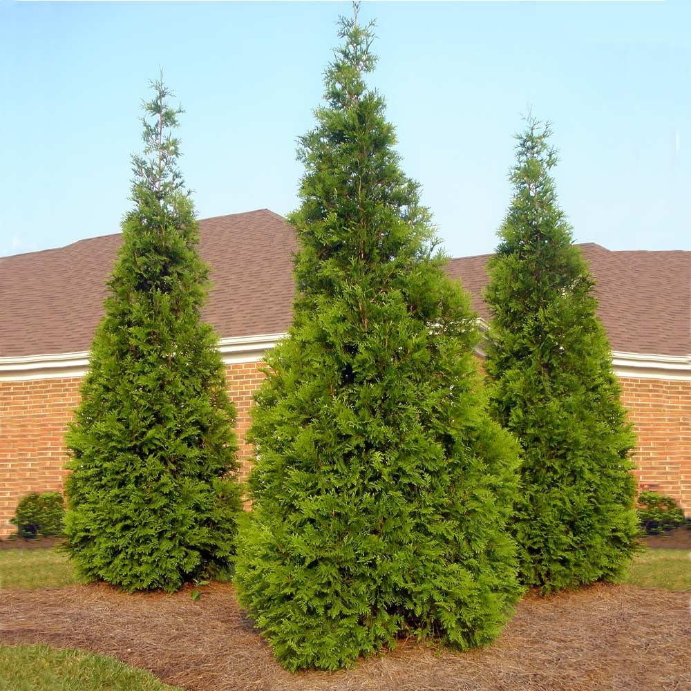 Brighter Blooms - Thuja Green Giant Arborvitae, 1-2 ft. - No Shipping to AK, AZ, HI, OR