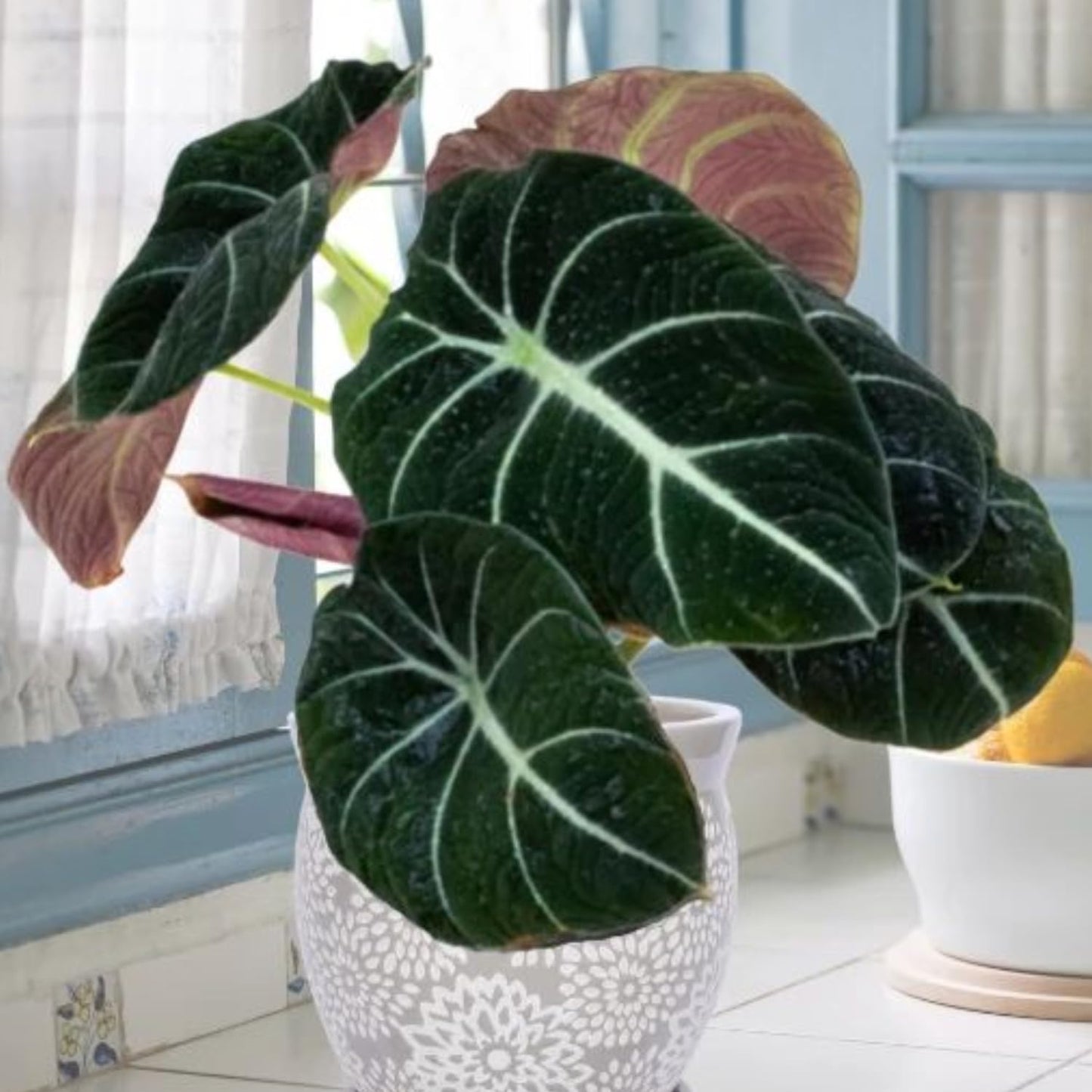 2 Alocasia Black Velvet Live Plants, Black Alocasia Live Plant Indoor Houseplant, Rare Alocasia Plant, No Pot