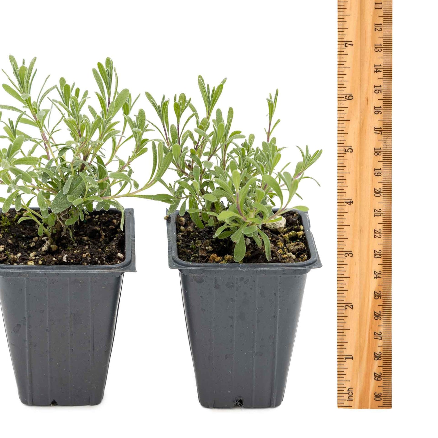 2 Super Blue Lavender Plants (Lavandula angustifolia 'SuperBlue') | Live Evergreen Herb with Fragrant Purple-Blue Blooms | Fast-Growing Perennial for Pollinators & Landscaping in 3.5" Cubes