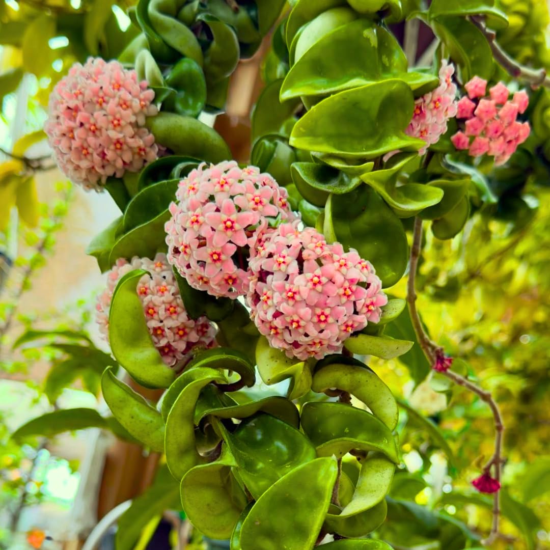 Hindu Rope Hoya Plant Live, Pink Flower Curly Leaf Succulent Vine Leaves, Outdoor Indoor Houseplant Decor, Hoya Hindu Rope
