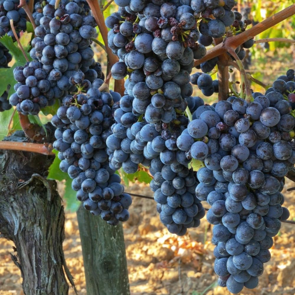Grape Vine Plant Live for Planting, Grape Plant Live Grape Tree 1 to 2 Years Old, Grape Fruit Tree for Planting, Well-Rooted (Blue Black Grape)