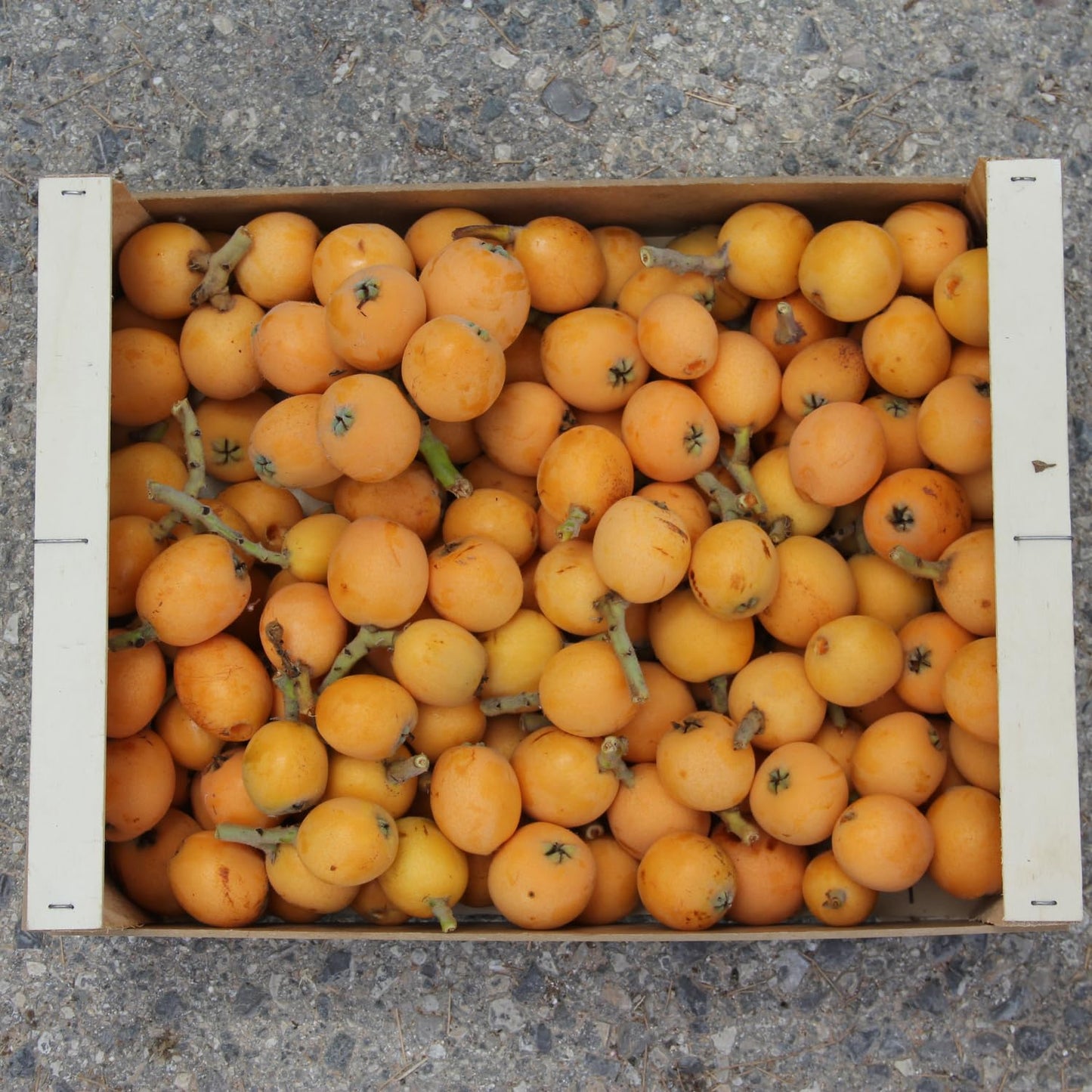 Loquat Seedling Live Plant, Golden Loquat Fruit Tree, 2 Feet Tall in 3 Gal, Ideal for Garden Planting, No Ship to CA