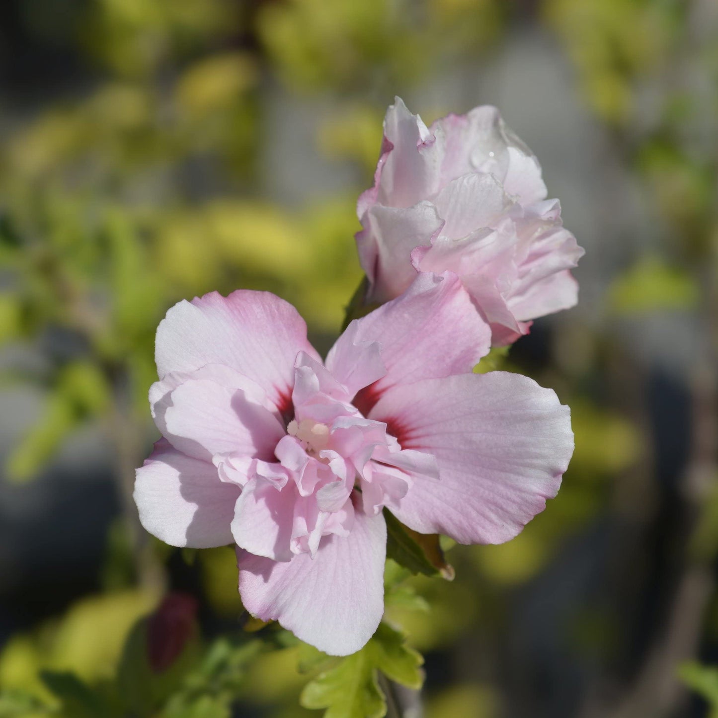 TriStar Plants - Belle of Georgia Peach Tree - 1 Gallon Pot - No Ship California, Peaches, Freestone, Red Blossoms, Fruit Tree, Peach Flowers, Self Fertile, Elberta