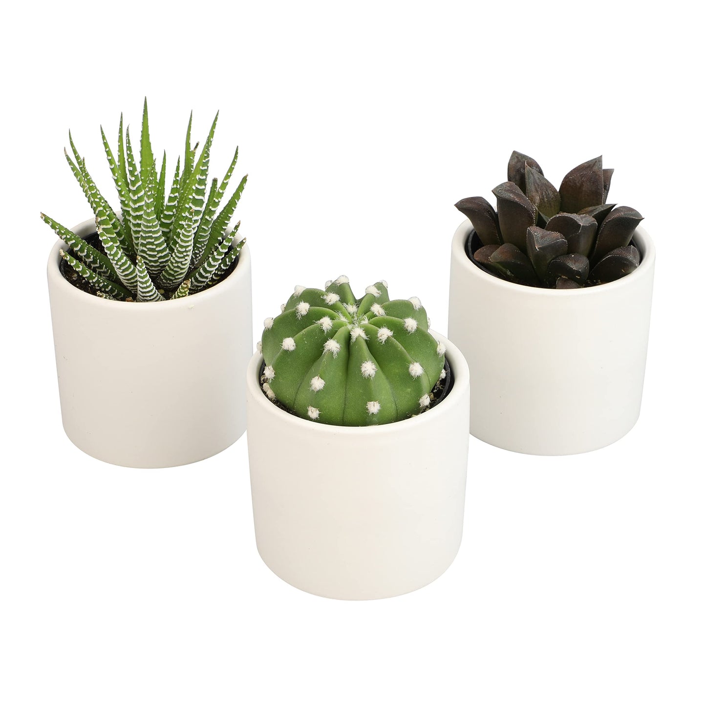 Plants for Pets Live Low Light House Plants in Ceramic Succulent Pots (3 Pack), Gasteria Succulent Plant and Cactus Plants Live with Potting Soil, Haworthia Succulents for Indoor Growing Home Décor