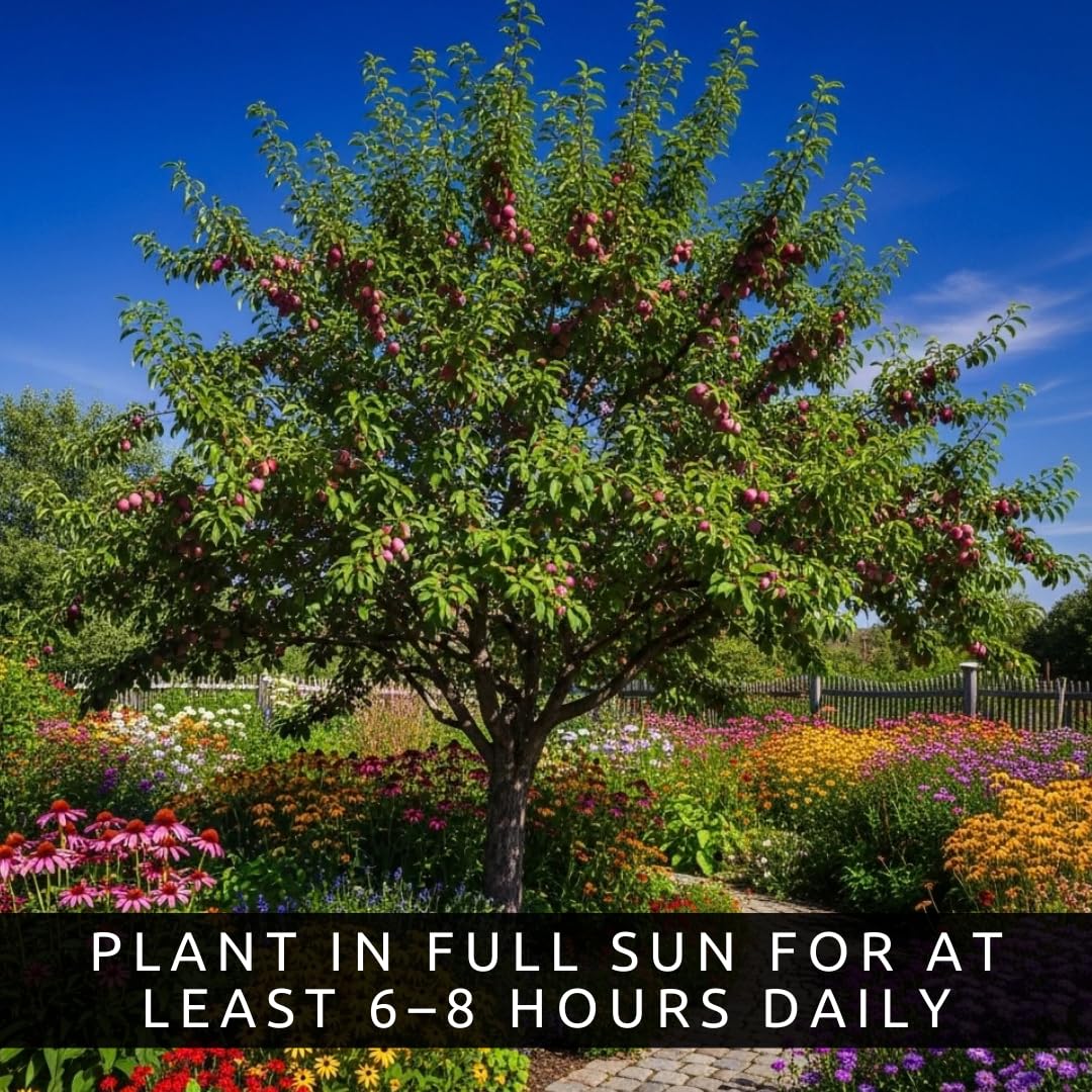 3 Pack Live Plum Trees – Sweet Juicy Fruit, Hardy Fast Growing Fruit Trees, Outdoor Garden & Backyard Orchard Plants