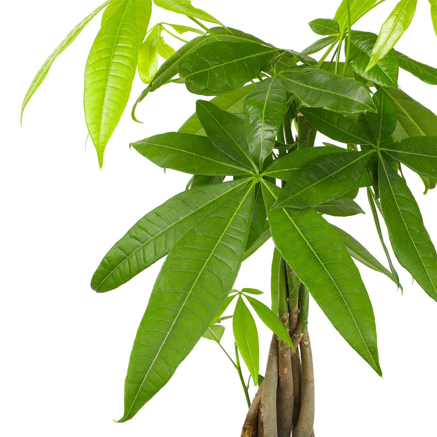 Live Money Tree Houseplant in 6" Grower Pot, Air Purifying Pet Friendly Plant, Easy Care for Beginners, Pachira Aquatica, Bonsai & Feng Shui Houseplants by Plants for Pets