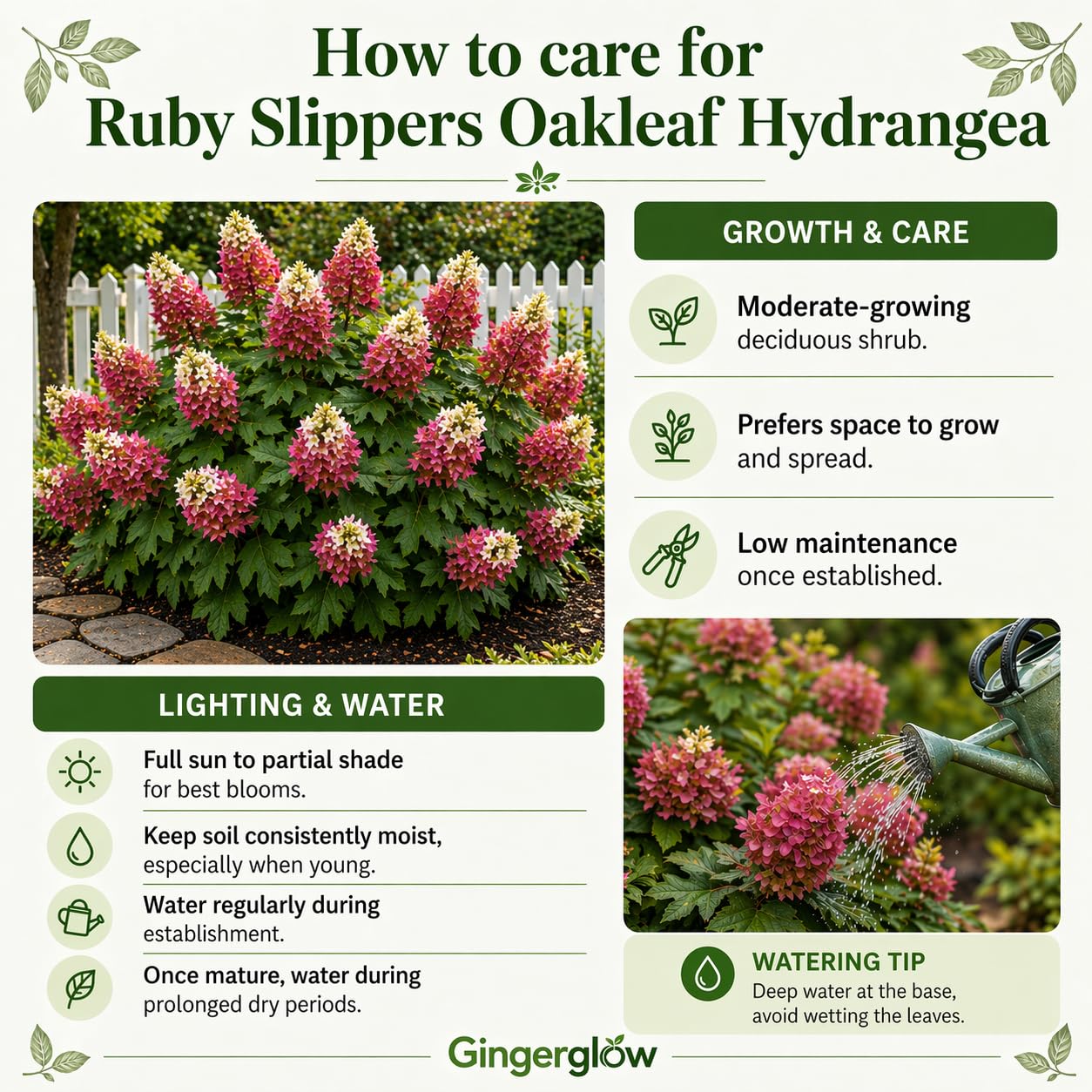 Ruby Slipper Oakleaf Hydrangea Live Plant in Quart Pot, 6-10" Tall Hydrangea Plants Trees Shrubs, Low Maintenance Compact Flowering Shrub for Borders, Garden Beds & Outdoor Landscaping