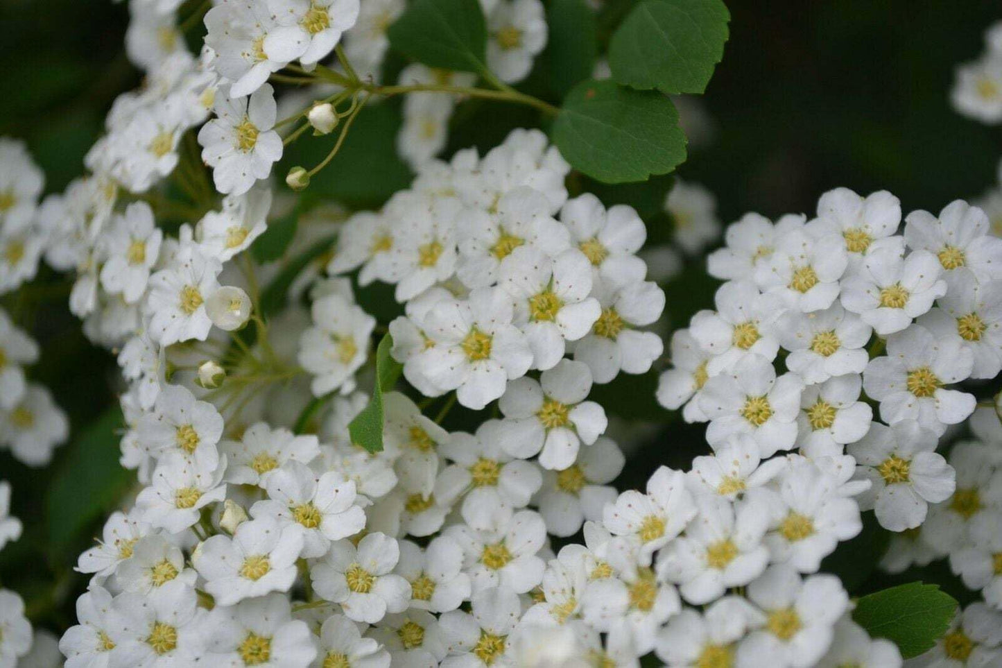 Live Plant - Snowmound Spirea Mounded Shrub - 6-12" Tall Seedling - Live Plant - Quart Pot