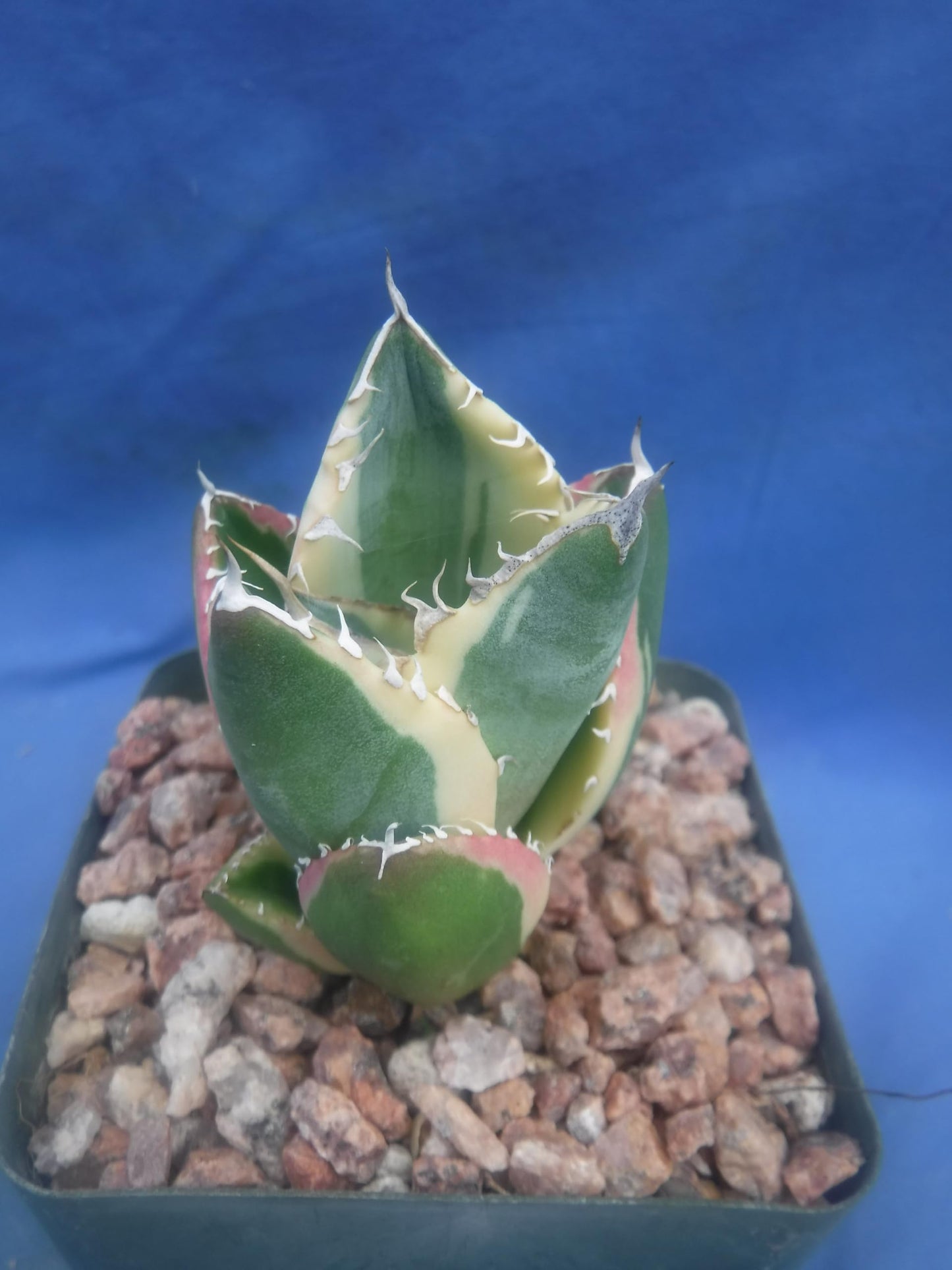 Agave Snaggle Tooth Beautiful Variegated Starter Plant! 2" to 3" Wide! Shipped Bare Root! No Pot or Soil!