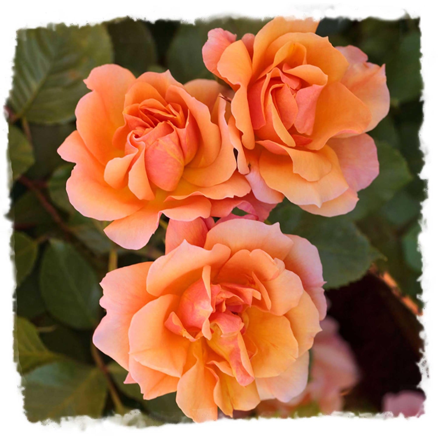 Tequila Rose Bush - 1.5 Gallon Live Plant, Apricot Orange Blooms All Season, Heat Tolerant Shrub Rose, Zones 5-10, Own Root - Stargazer Perennials